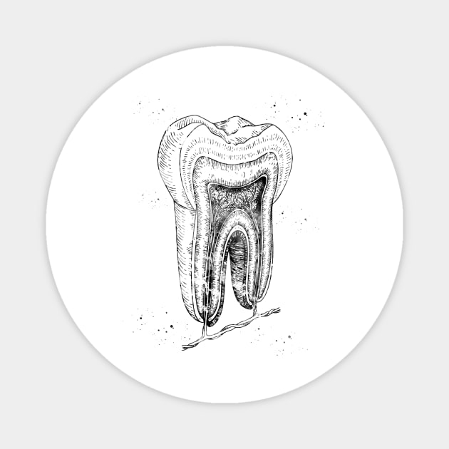 Human tooth structure Magnet by erzebeth